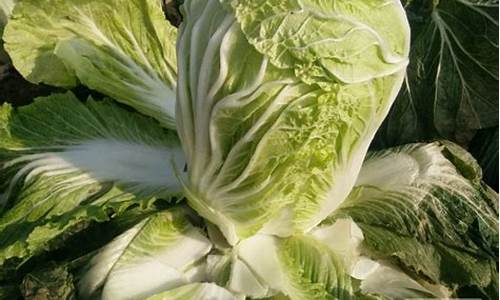 白菜网送彩金平台：白菜资讯大全(白菜信息)