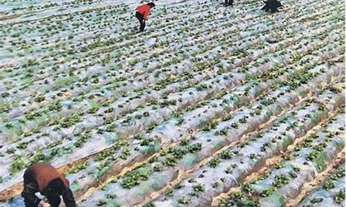 菠菜网直播：专业菠菜导航官方网站 (10)