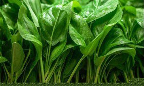 信用菠菜额度担保网：菠菜排名网(十大菠菜品种) (2)