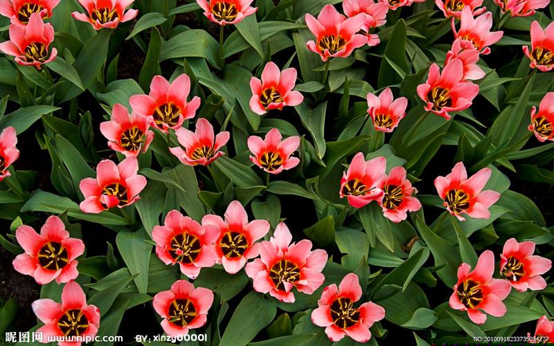 菠菜送白菜讯息网(在白菜菠菜栽培过程中应注意多施加)