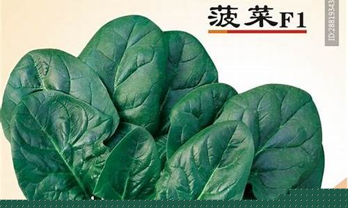 菠菜公司广告(菠菜广告语)
