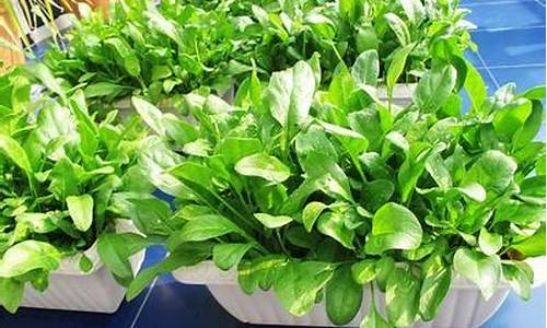 网络菠菜论坛大全：菠菜信息技术(菠菜客户端)