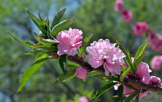 菠菜资源平台大全：澳门百家家乐网站(澳门百家家乐网站k744)