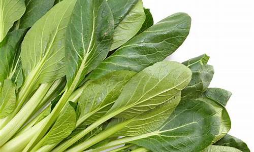 菠菜交流平台：菠菜大全(菠菜大全菜谱名字) (3)
